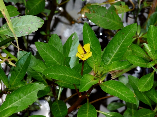 {Ludwigia peploides var. glabrescens}